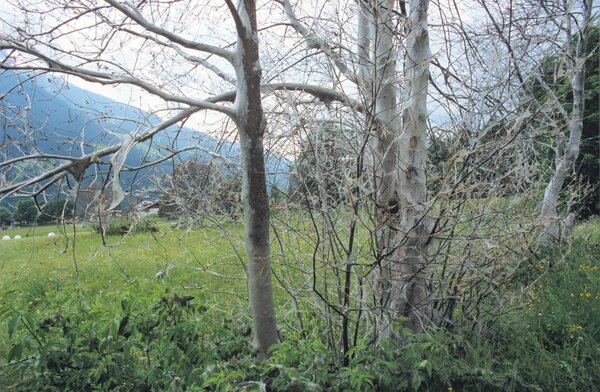 Traubenkirschen Gespinstmotten, Yponomeuta evonymella, kahl gefressene Traubenkirschen, Engadin