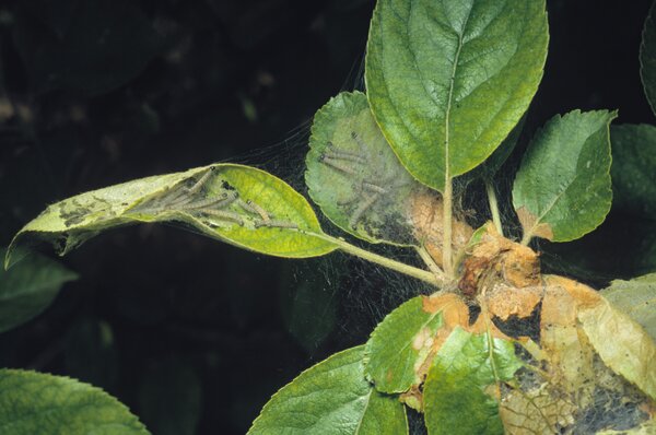 Yponomeuta malinellus, Apfel Gespinstmotte, Raupennest junges