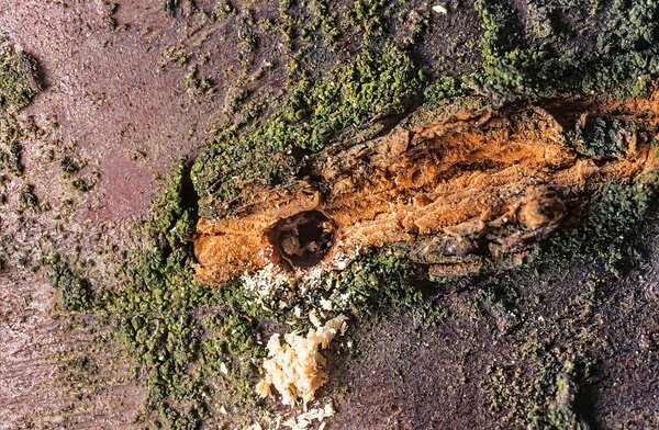 Xyleborus dispar, Ungleicher Holzbohrer, Befall an Stamm