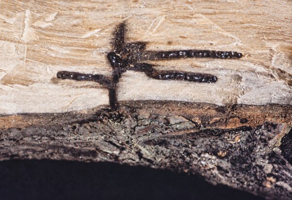 Xyleborus dispar, Ungleicher Holzbohrer, Gangsystem im Holz mit K&auml;fern