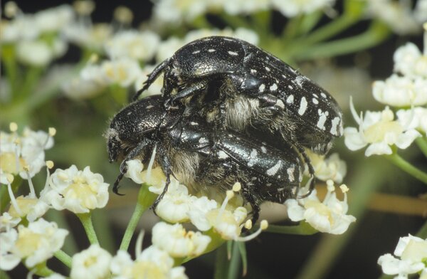 Trauer Rosenkfer, Oxythrea funesta, deutlich kleiner, unschdlich