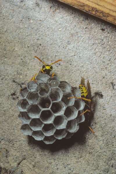 Nest, Feldwespe, Polistes gallica, an Halm