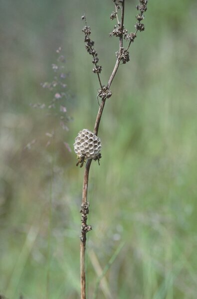 Nest, Feldwespe, Polistes gallica, Dachstock