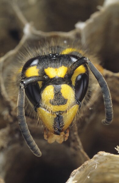 Wespen, Faltenwespe in Wabe, Paravespula vulgaris, Gemeine Wespe