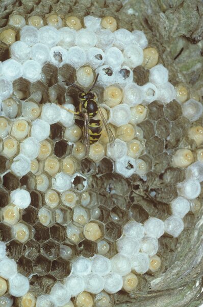 Wespennest, Paravespula