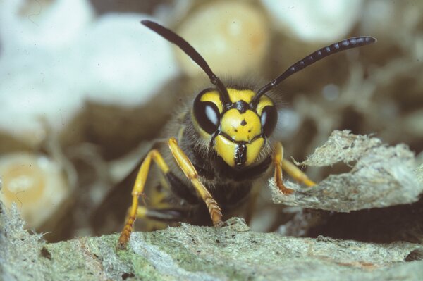 Wespe im Nest, deutsche Wespe, Paravespula germanica