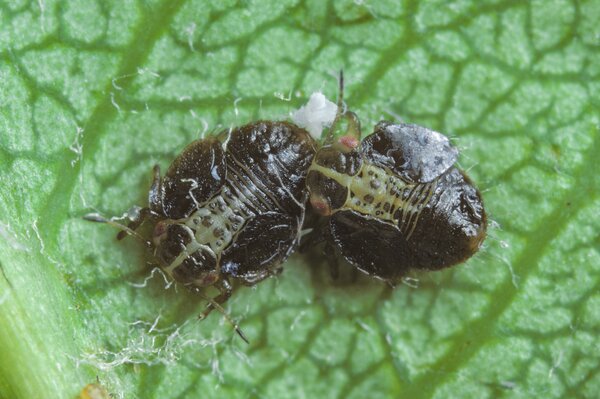 Birnblattsauger, Psylla Cacopsylla pyri, �ltere Larven auf Blattunterseite