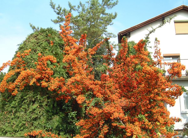 PYRACANTHA Orange Glow, feuerdorn