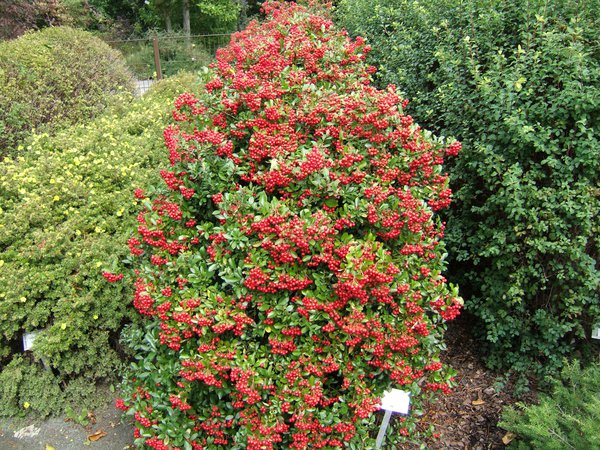 Feuerdorn 'Teton' (Pyracantha 'Teton')