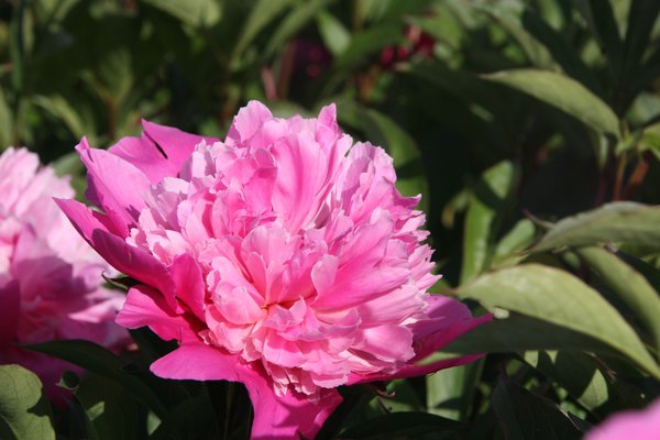 Paeonia x lactflora 'Edulis Superba'