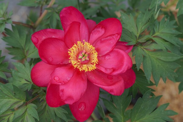 Pfingstrose, Paeonia  itoh Unique, Kultur, April 2025