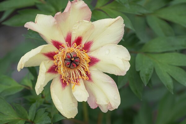 Pfingstrose, Paeonia  itoh Court Jester, Kultur, April 2025