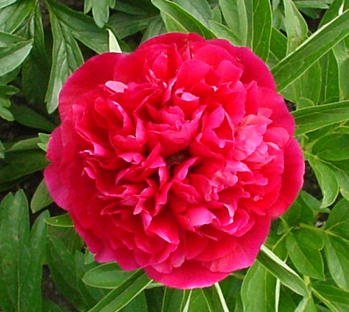 Paeonia officinalis 'Rosea Plena' Bauern-Pfingstrose