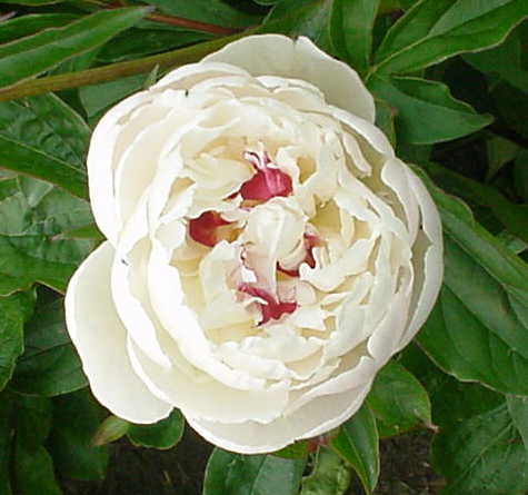 Paeonia x lactiflora 'Festiva Maxima'