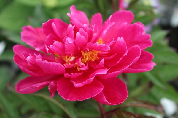 Bauerngarten-Pflanzen Paeonia x lactiflora Karl Rosenfield Lubera