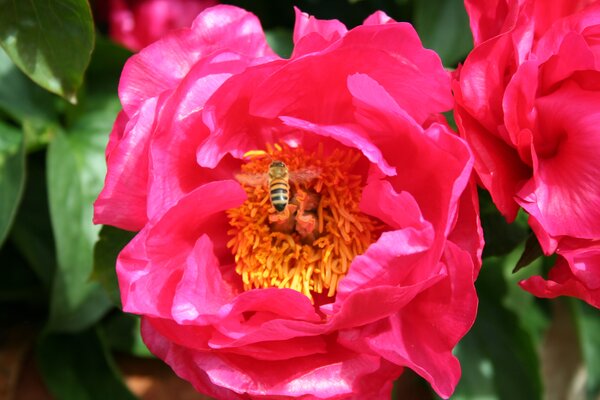 Pfingstrose, Paeonia Paula Fay, Stauden Pfingstrose