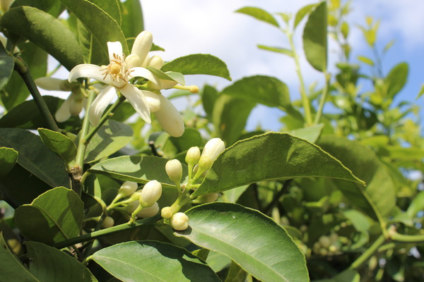 Palstinensische Limette 'Palestina' (Citrus limettioides)