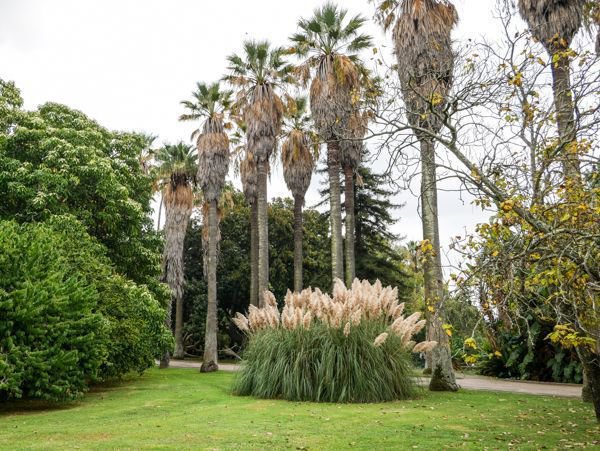 Jardim tropical Belem