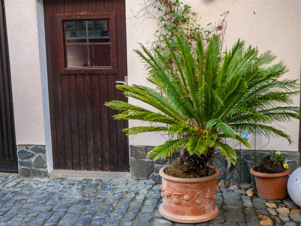 Cycas revoluta