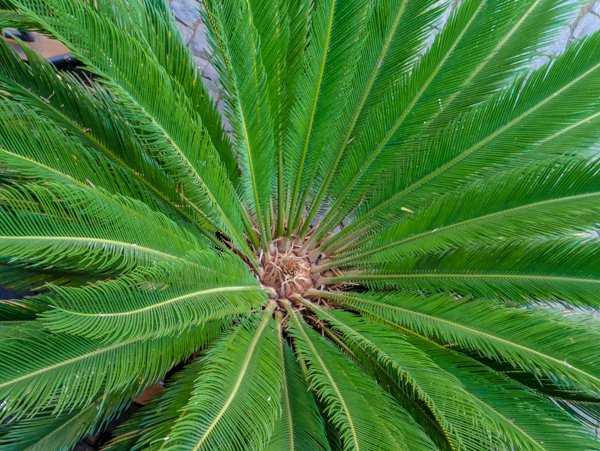 Cycas revoluta