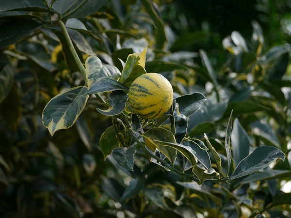 Frucht der panaschirten Orange