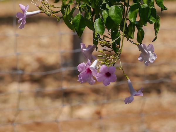 Pandorea jasminoides