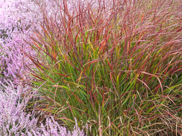 Panicum virgatum 'Hnse Herms' (quer)