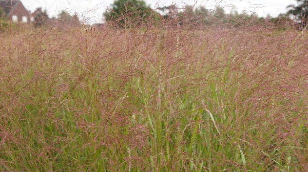 Panicum Virgatum Squaw