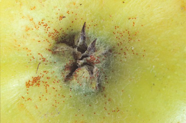 Panonychus ulmi, Rote Spinnmilbe, Obstbaumspinnmilbe, Rote Spinne, Apfelbaum Schädlinge