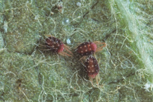 Panonychus ulmi, Rote Spinnmilbe, Obstbaumspinnmilbe, Rote Spinne, Apfelbaum Schädlinge