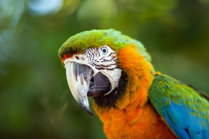 Papageien im Zoologische Garten Wilhelma