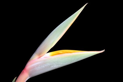 aufgehende Blüte einer Papageienblume