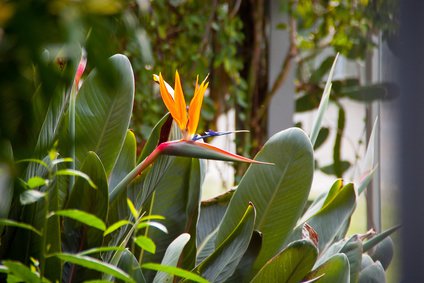 Papageienblume, Paradiesvogelblume, Strelitzie