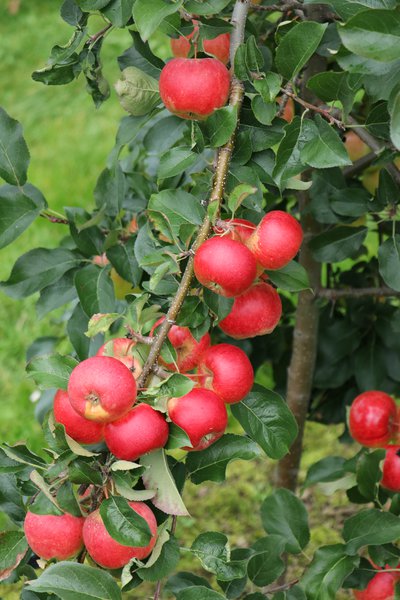 Apfel Crispolino