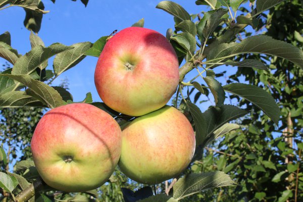 Apfel Paradis Werdenberg