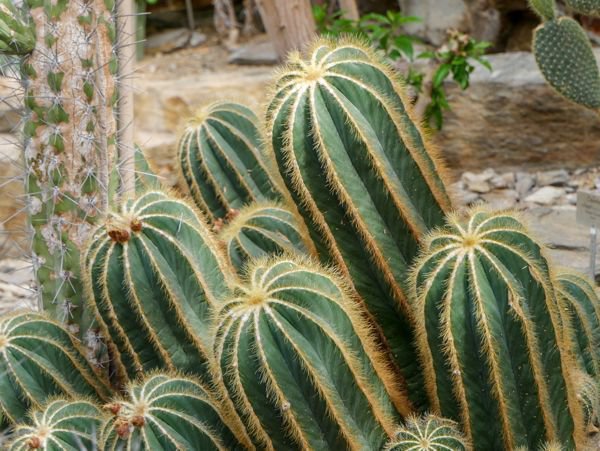 Botanische Garten Berlin