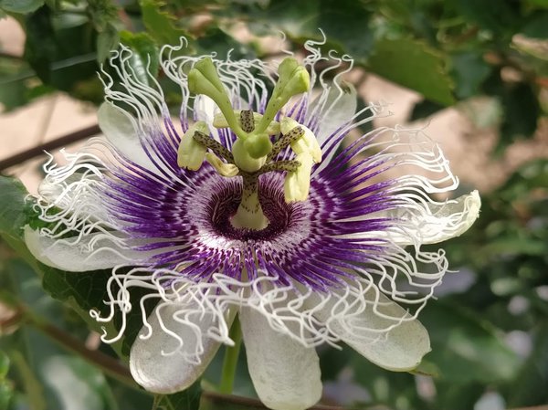 Winterharte Passionsfrüchte, Züchtung, Passiflora, Raphael Maier