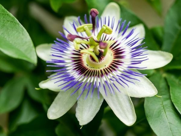 blaue Passioflora caerulea - diese Passiosnblume kann vielerorts im Freien überwintern