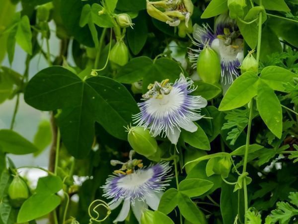 Passiflora eichleriana ist nicht winterhart