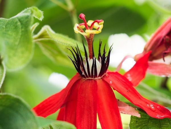 Die rote lorbeerblttrige Passionsblume muss im Kbel berwintern