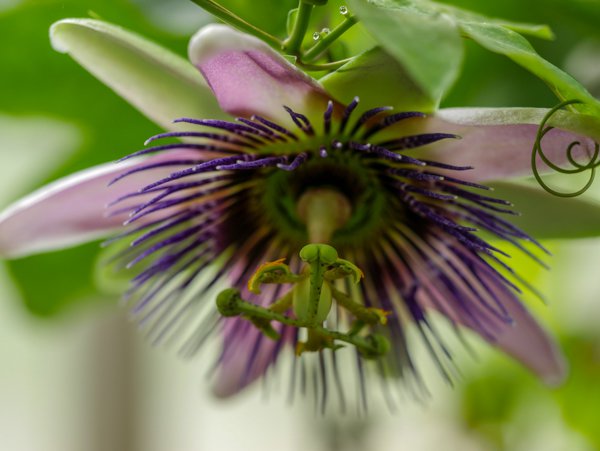 Passilfora Passionsblumen Arten