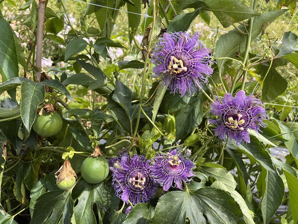 Passiflora incarata, Cooltropics, PAS 24-101, violette Passionsblume, 