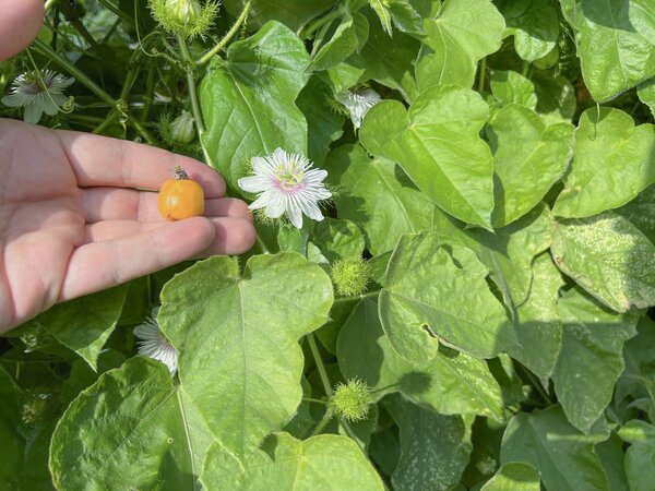 Passiflora foetida, Minicuya Passiflora foetida, Minicuya