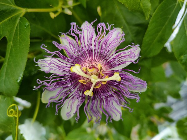 Passiflora incarata, Cooltropics, PAS R-1-1, rosa Passionsblume, winterharte Passionsblume