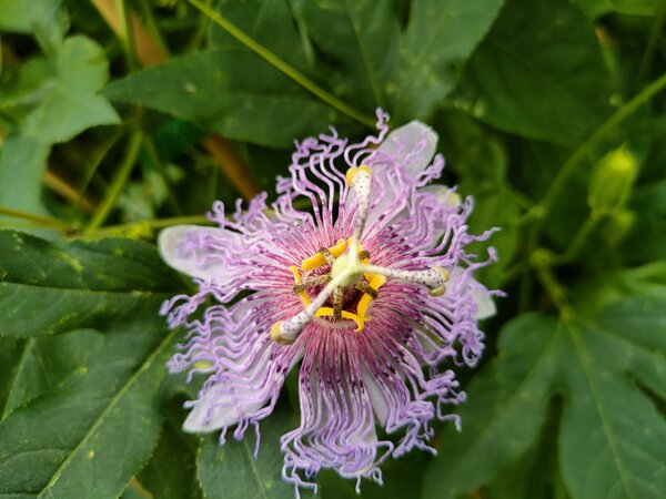 Passiflora incarata, Cooltropics, PAS R-1-7, lila-pinke Passionsblume, winterharte Passionsblume