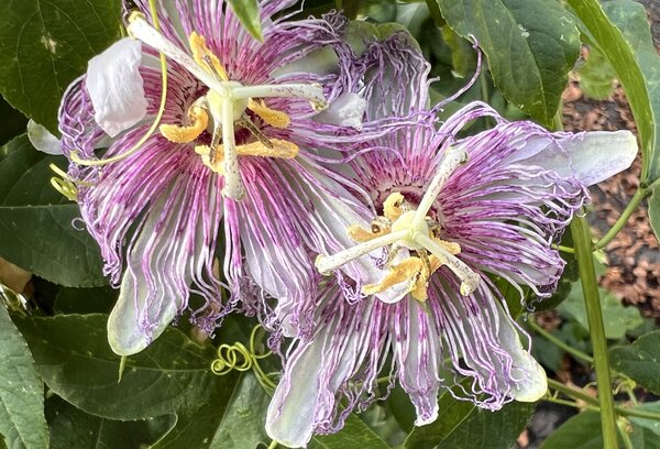 Passiflora incarata, Cooltropics, PAS R-3-12, rosa Passionsblume, winterharte Passionsblume