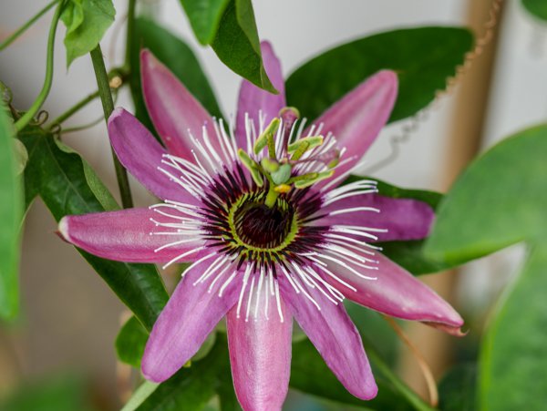Passiflora Passionsblumen Arten