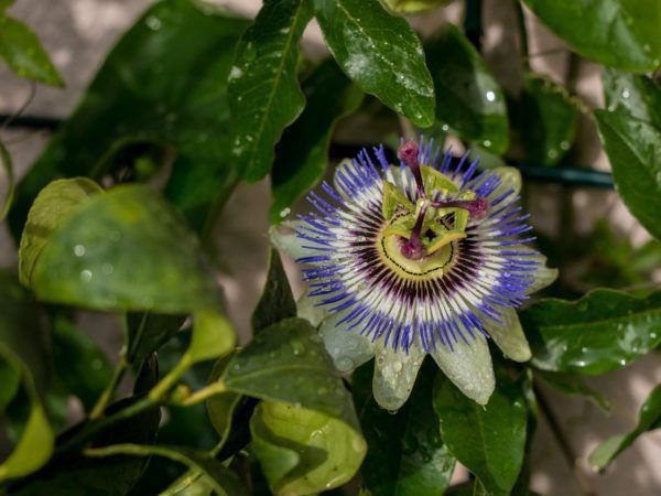 Ein Hingucker: die Passionsblüte