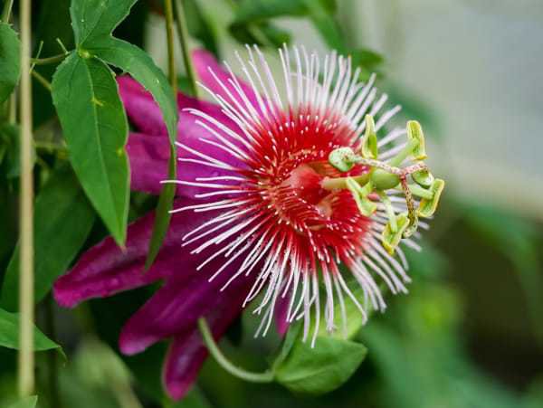 Passionsblume: Ist sie winterhart?