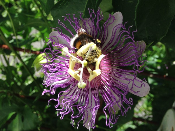 Waldgarten, Passionsfrucht Eia Popeia, Lubera